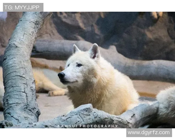 银狐是谁足球明星揭秘他的传奇经历与辉煌成就